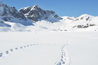 Tracks in snow